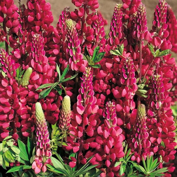 Morello Cherry Lupine Perennial Plant - Lupinus regalis - 4" Pot