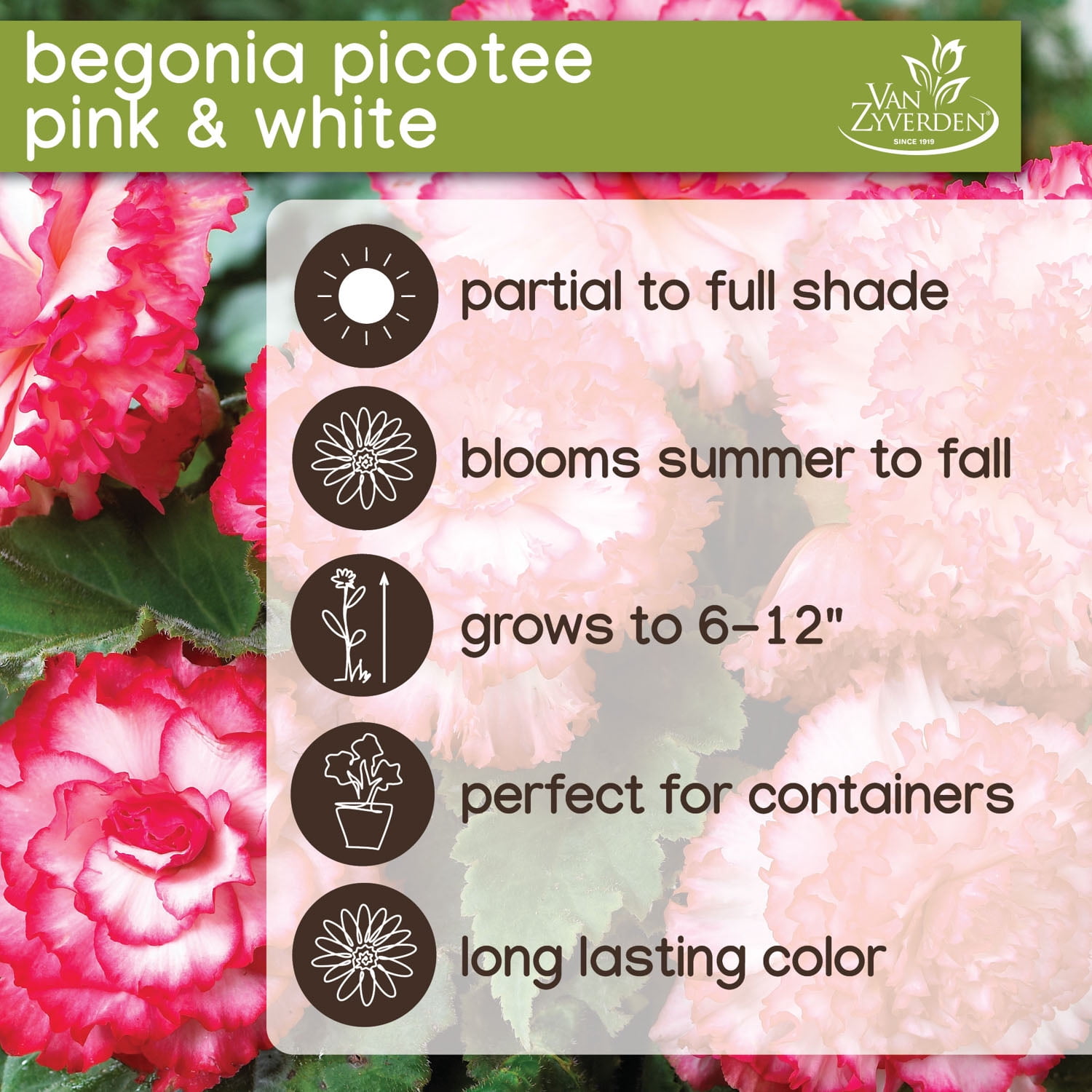 Expert Gardener Annual Begonia Picotee Pink & White Set of 3