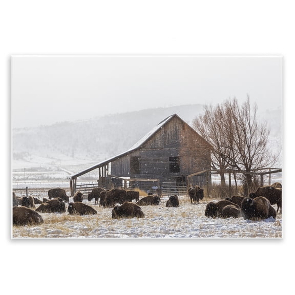 Stupell Industries Colorado Buffalo Snowy Farm Wall Plaque Art, design by Jeff Poe Photography