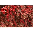 thumbnail image 5 of Cranberry Cotoneaster, 5 of 6