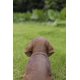 thumbnail image 4 of Figura Hi-Line Gift Ltd., perro salchicha marrón sentado, 4 of 7