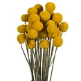 thumbnail image 2 of Vickerman 16-18" Yellow Billy Buttons. 25-30 stem bundle, Dried, 2 of 4