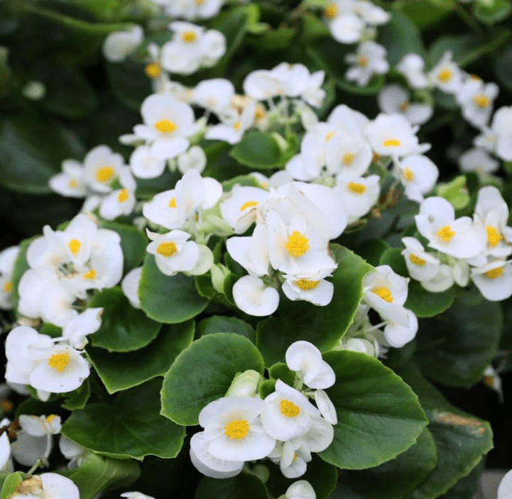 African VioletsWhite Live Plants Houseplants, African Violet Flower 3-5" Tall in 4 Inch Pot, Live African Violet Plant Indoor
