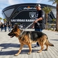 thumbnail image 2 of Correa NFL para perro Las Vegas Raiders 100% oficial, 2 of 6