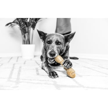 Pet Qwerks BarkBone Natural Instincts Rawhide Style Nylon Bone Dog Chew Toy, Bacon Flavor, Extra Large XL 9.8", Aggressive Tough Chewers