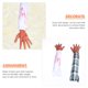 thumbnail image 4 of 2 Manos Falsas de Halloween, Manos de Muerto, Accesorios para Casas Embrujadas, 4 of 8