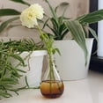 thumbnail image 5 of Esscentials On The Town! Fragrance Mist, Notes of Black Cherry and Vanilla, 2.0 Oz, 5 of 5