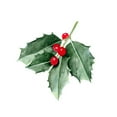 thumbnail image 2 of Scarvey, Emma 20x20 Black Ornate Wood Framed with Double Matting Museum Art Print Titled - Christmas Holly II, 2 of 4