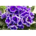 thumbnail image 4 of Schultz SPF44900 4 oz Bottle of 8-14-9 African Violet Liquid Plant Food, 4 of 5