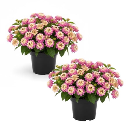 Set 2 Yellow to Orange-Pink Lantana Live Plant 4-6 Inches Tall, Deep Pink Lantana Plant Live, Trailing Lantanas Plants, Flower Attracts Butterflies, Perennial Flowers Plants for Your Garden