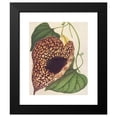 thumbnail image 2 of Charles Antoine Lemaire 20x24 Black Modern Framed Museum Art Print Titled - Aristolochia Cordiflora (1854-1896), 2 of 5