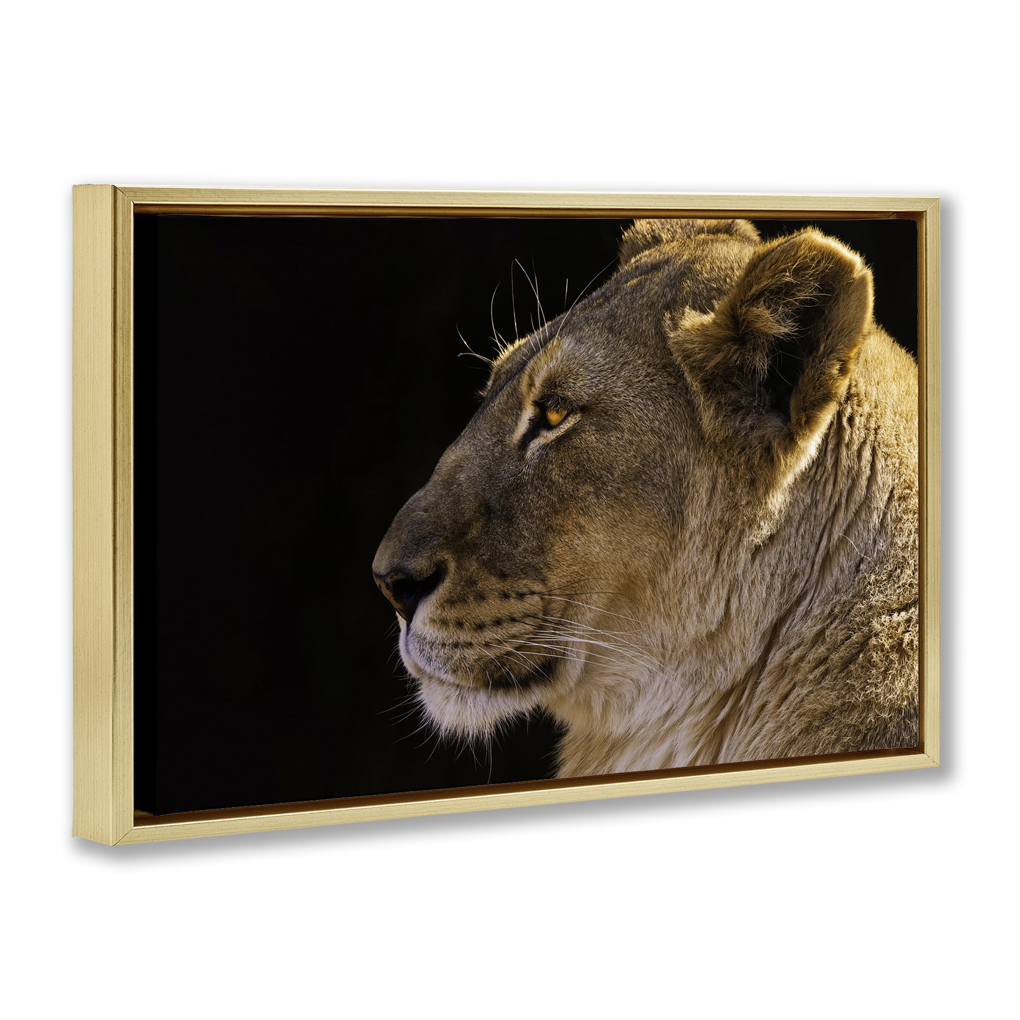Stupell Industries Fierce Lion Looking Left Animals Photography Gold Floater Framed Canvas Art Print Wall Art, 31 x 21