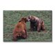 thumbnail image 1 of Cuadro Canva Listo Para Colgar Tipo Galería Osos Cafes 40X60 cm, 1 of 4