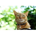 thumbnail image 3 of Pets First Jacksonville Jaguars Cat Collar - Durable and Heavy Duty Nylon Web Collar, 3 of 3