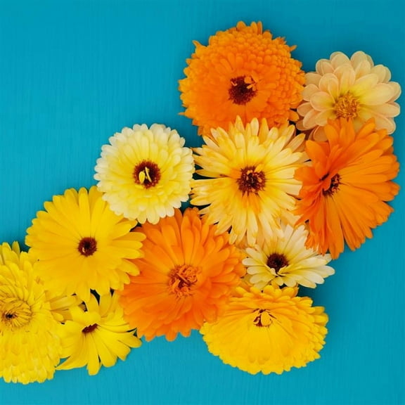 Fancy Mix Calendula Seeds 2 Gram - Non-GMO, Edible Flowers, Bright Orange & Yellow Blooms, Pollinator-Friendly, Hardy Annual, 50-70 Days to Maturity, Ideal for Garden & Cut Flower Production