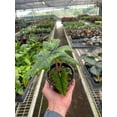 thumbnail image 3 of Alocasia 'Jacklyn', 4" Pot, Indoor Houseplant, Easy Care, Live Plant for Indoor & Outdoor, 3 of 5