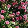 thumbnail image 6 of National Plant Network 1 gal. Camellia Taylors Perfection Live Shrub, 6 of 9