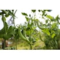 thumbnail image 4 of 50 Seeds SUGAR ANN PEA Stringless Sweet Green Snap Pisum Sativum Vegetable Seeds, 4 of 11