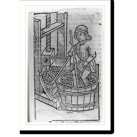Historic Print, [Viticultural scenes - man crushing grapes in vat with his feet], 18" x 24"