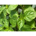 thumbnail image 4 of Lemon Drop Hot Pepper Plant - 2.5" Pot - Citrusy Heat, 4 of 4