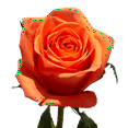 thumbnail image 5 of Two Dozen Orange Roses- Beautiful Fresh Flowers Bouquet- Express Delivery, 5 of 5