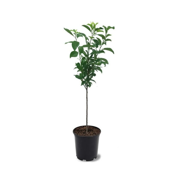 Expert Gardener 3-4 ft. Santa Rosa Plum Live Tree in 7-Gallon Grower Pot