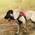 thumbnail image 5 of Gilet Réfléchissant Réglable Petit Harnais de Chien Moyen pour les Grands Chiens Assistance Rembourrée Douce avec Poignée Confortable Robuste pour la Formation de Chien (Taille S, Rouge), 5 of 5