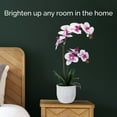 thumbnail image 6 of Home Accents 22-inch Artificial Real Touch Phalaenopsis Orchid in Cement Pot, White/Fuchsia, 6 of 7