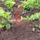thumbnail image 4 of OUNONA Herramientas Plásticas Para Fijar Vides Y Plantas En Jardín Con Acabado Profesional, 4 of 6