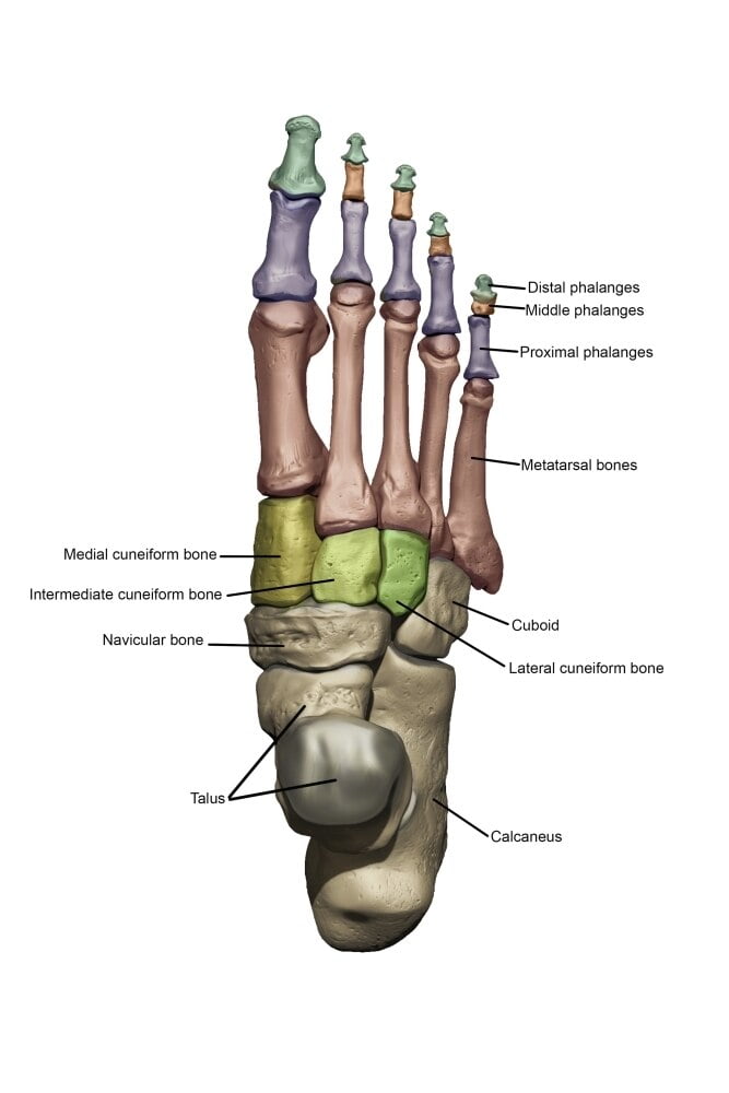 3D model of the foot depicting the dorsal bone structures with