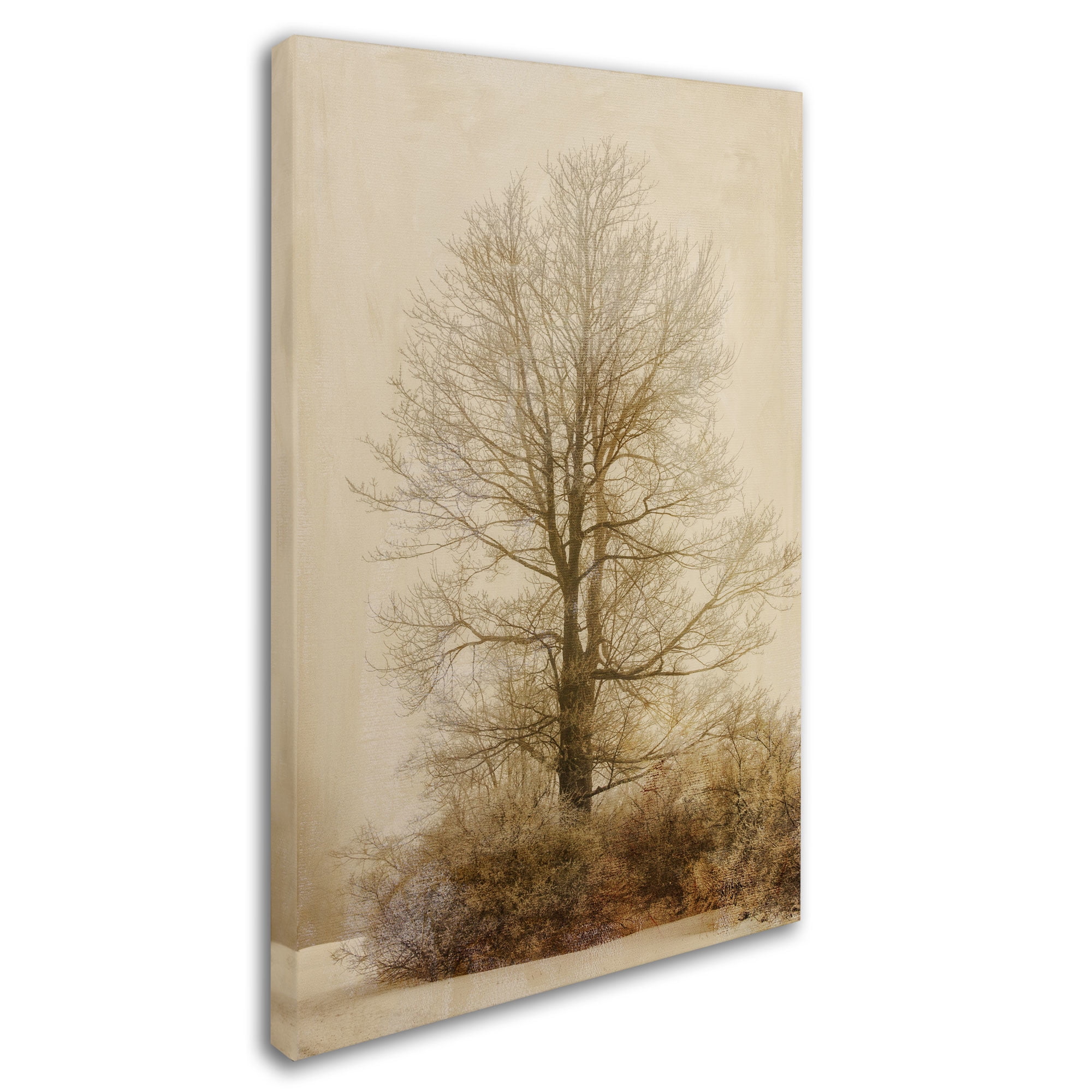 Trademark Fine Art "Tan Tones in the Fog" Canvas Art by Lois Bryan