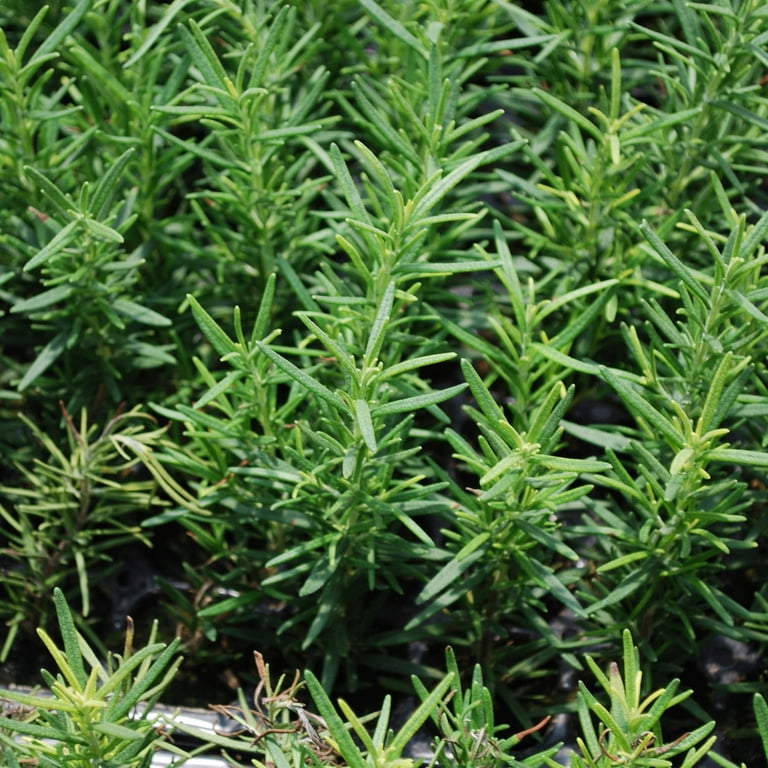 Bonnie Plants Rosemary 25 oz., 2-pack Bonnie Plants Rosemary 25 oz., 2-pack