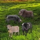 thumbnail image 1 of 4 Unids Realistas de de ón Juguetes Playset Bull Bison Ranch Cow Set ños Cumpleaños de Navidad Decoración yotijar Figuras de simulación, 1 of 10