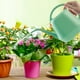 thumbnail image 4 of Regadera de 1 galón con pico largo, regadera con diseño de flores, regadera de interior con asa, regadera de plástico para plantas de jardín., 4 of 5