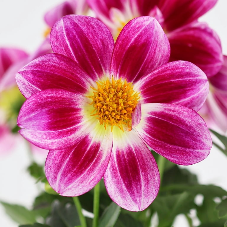 Better Homes & Gardens 14