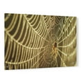 thumbnail image 1 of Epic Art 'The Spider and Her Jewels' by Martin Podt, Acrylic Glass Wall Art, 36"x24", 1 of 5