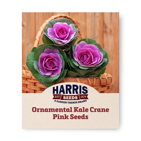 Harris Seeds Ornamental Kale Crane Pink F1, Compact Rosette Flowering Kale for Cut Arrangements, 50 Count