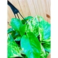thumbnail image 2 of Golden Pothos 8 Hanging Basket, 2 of 5