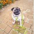 thumbnail image 4 of Ultra-Modern Waterproof Dog Leash | Anti-Slip Dog Leash for Large, Small and Medium Dogs | Strong and Durable Leash with Water & Dirt-Resistant | Great for Hiking, Training and Swimming - Black, 4 of 37