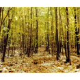 thumbnail image 1 of Poster Arbres d'Automne Imprimé par David Chapman&44; 32 x 26 - Grand, 1 of 1