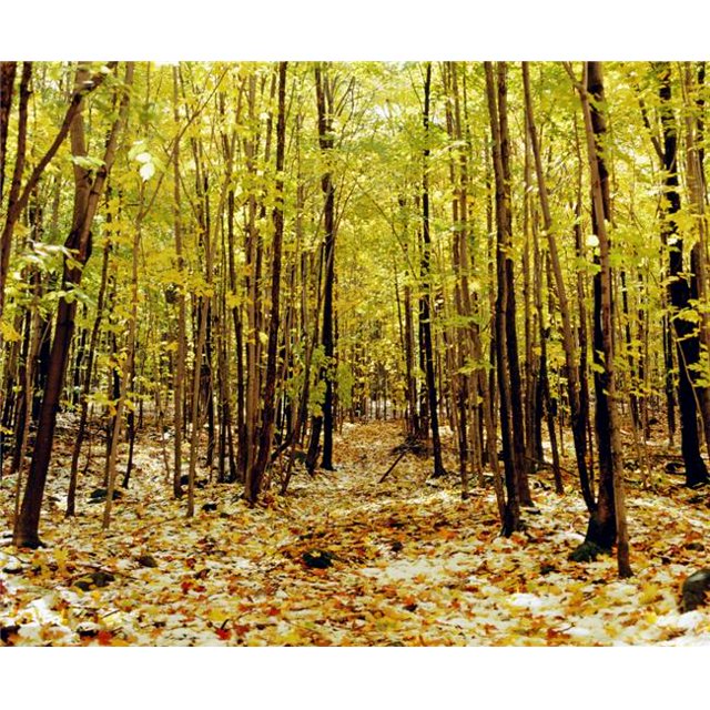 Posterazzi DPI1802632LARGE Autumn Trees Poster Print by David Chapman, 32 x 26 - Large