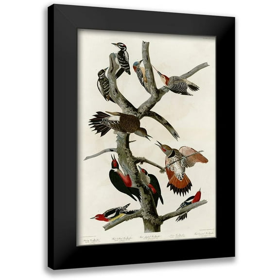 Audubon, John James 11x14 Black Modern Framed Museum Art Print Titled - Woodpeckers