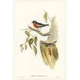 thumbnail image 2 of Gould, John 23x32 White Modern Wood Framed Museum Art Print Titled - Flame-breasted Robin-Petroica phoenicea, 2 of 4