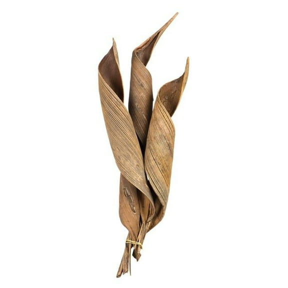 Vickerman 16 - 20" Natural Coco Paddle - Curled 6 Piece Bundle, Dried