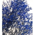 thumbnail image 2 of 3 Pieces of Preserved Dyed Caspia 8 oz.Cobalt Blue Preserved & Dyed Caspia, 2 of 4