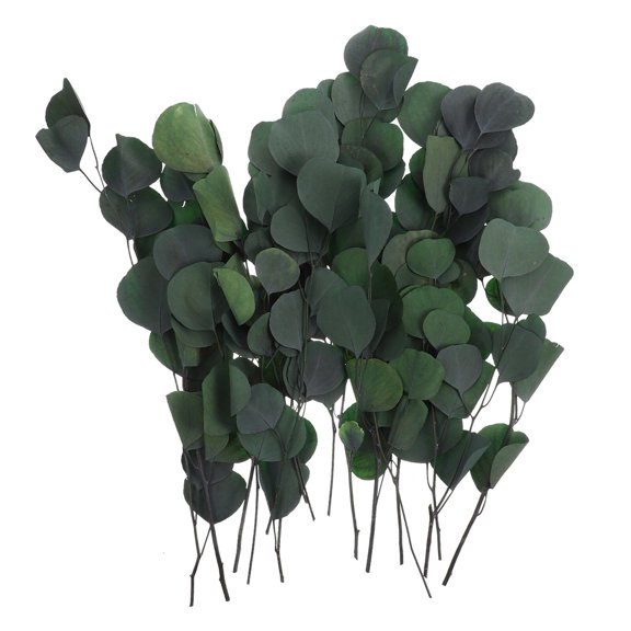 Homoyoyo Eucalyptus Leaf Decor Green Preserved for Rustic Farmhouse Home Decoration and Craft Projects