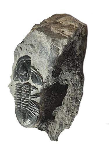 Natural Specimens! Authentic Baby Trilobite Fossil in Matrix 