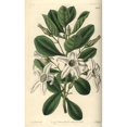 thumbnail image 2 of Sticky Tailflower Or Clammy Anthocercis Anthocercisa Poster Print By ?? Florilegius Mary Evans, 2 of 4