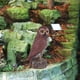 thumbnail image 4 of Escultura de búho, estatua disuasoria de aves, decoración, enemigo natural para el patio de la casa. F, 4 of 8