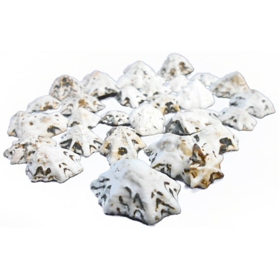 50 Little Star Limpet Shells Seashells 1/2-1" Shellcraft Nautical Beach Crafts Coastal Cottage Decor